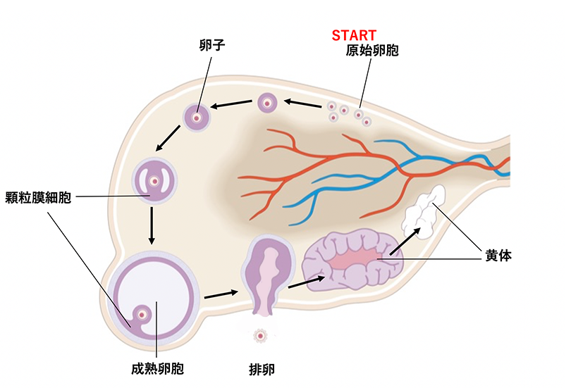 2 卵巣機能/卵巣予備能の評価方法01