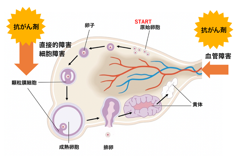 3 がん治療による卵巣機能への影響01