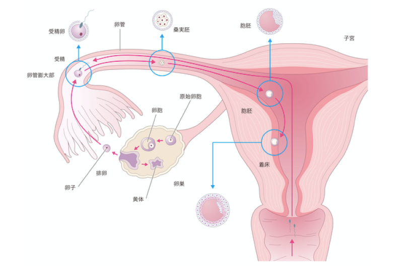 1 正常な生殖機能とは01