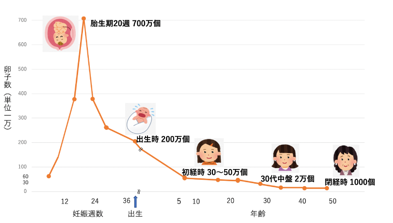 1 正常な生殖機能とは02
