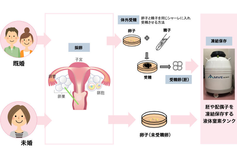 2 女性に対する妊孕性温存療法04